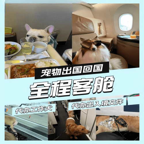 三亚市宠物托运到白俄罗斯宠物入境规定和要求